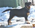 rottweiler puppy posted by VON SCHINDLER